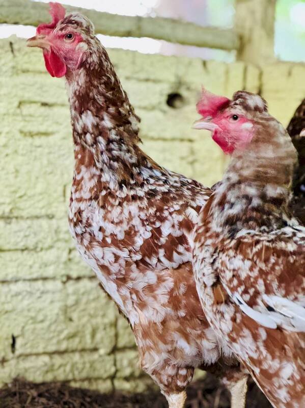 7969ac46a2fbdb7c27fc185fee0576e6