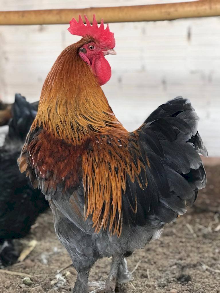 a8e77c5fb76000ab0af2035f8687c8d9