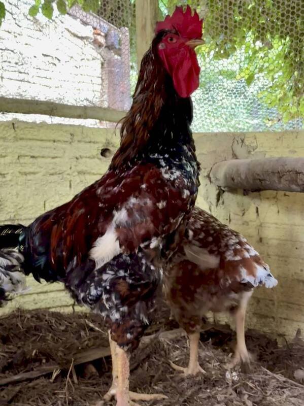 e5123c21460b369b6421298978cb3bb2