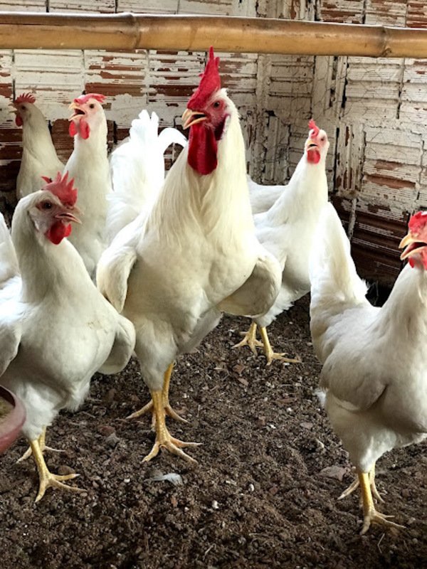 rhodes white 2 616eebac90cea (1)